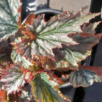 Begonia 'Looking Glass' 