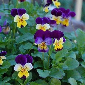 Viola cornuta