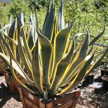 Agave americana 'Variegata' 