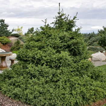 Picea abies 'Gregoryana' 