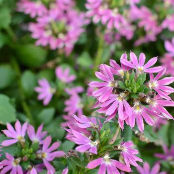 Scaevola Surdiva® 'Fashion Pink'