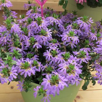 Scaevola Surdiva® 'Sky Blue'