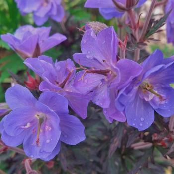 Geranium pratense 'Storm Cloud'