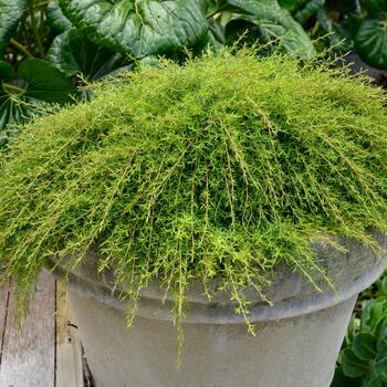 Kunzea ericoides 'The Fonz™'