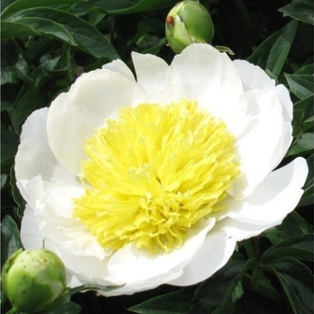 Paeonia lactiflora 'Stellar Charm' 