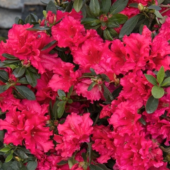 Rhododendron Bloom-A-Thon® 'Red' PP 21,562