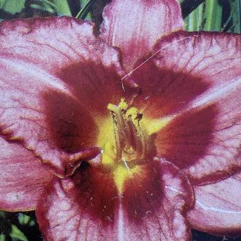 Hemerocallis 'Raspberry Pixie' 