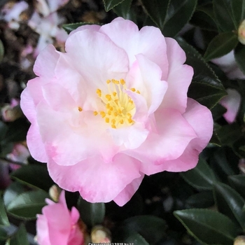 Camellia sasanqua 'Bonanza' 