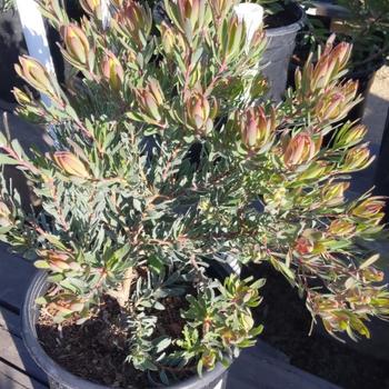 Leucadendron 'Afterburner' 