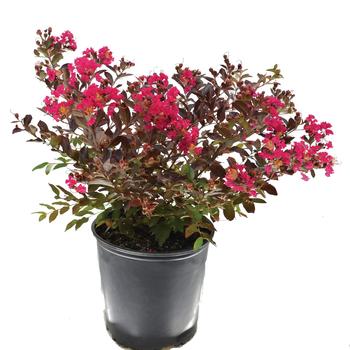 Lagerstroemia indica Black Diamond® 'Pave Pink'