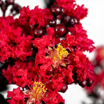 Lagerstroemia indica Black Diamond® 'Radiant Red™'