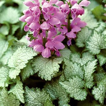 Lamium maculatum 'Orchid Frost'