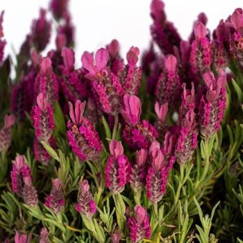 Lavandula stoechas 'Bubblegum Pink' 