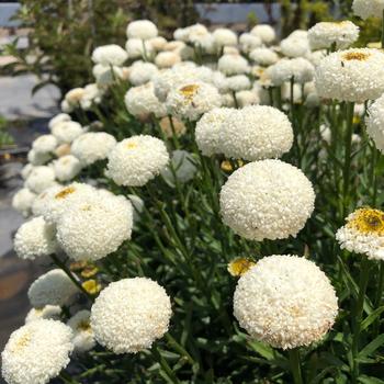 Leucanthemum x superbum 'Real Tiny Bubbles' 