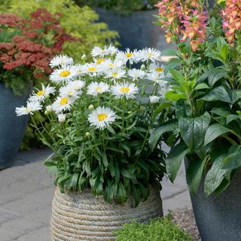 Leucanthemum x superbum Realflor® CC 'Real Winner'