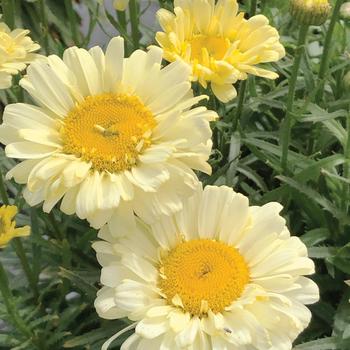 Leucanthemum x superbum 'Real Cream' 