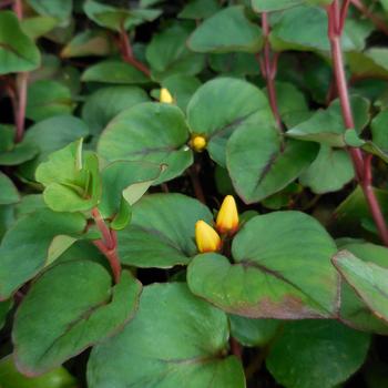 Lysimachia christianiae 'Sunburst' PP33106