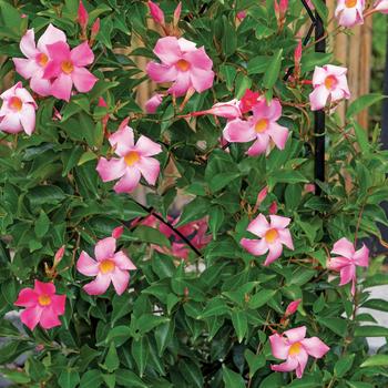 Mandevilla 'Rose' PP19399