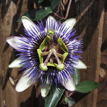 Passiflora Riverside® 'Damsel's Delight'