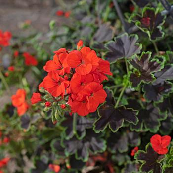 Pelargonium Tall Dark & Handsome® 'Blood Orange'