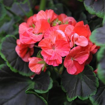 Pelargonium Tall Dark & Handsome® 'Coral'