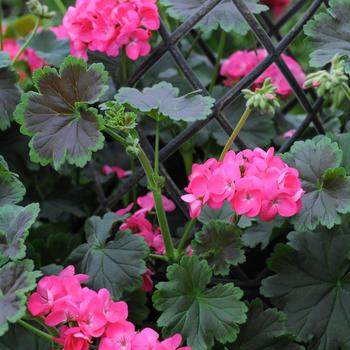 Pelargonium Tall Dark & Handsome® 'Hot Pink'