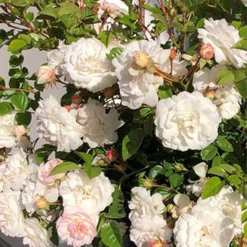 Rosa Scentifall™ 'Blush'