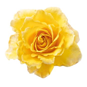 Rosa Scentifall™ 'Lemon'