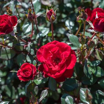 Rosa Serenity™ 'Red'