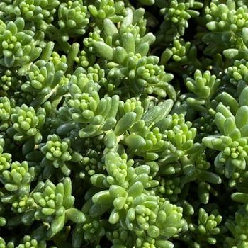 Sedum brevifolium