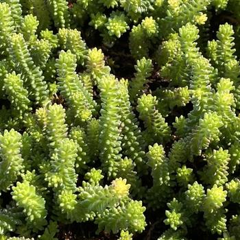 Sedum anglicum