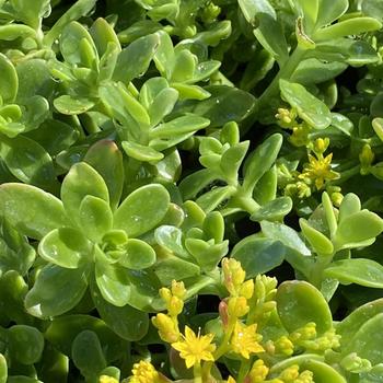 Sedum confusum