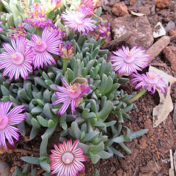 Ruschia lineolata