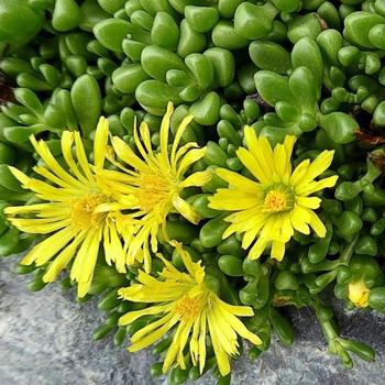 Delosperma nubigenum