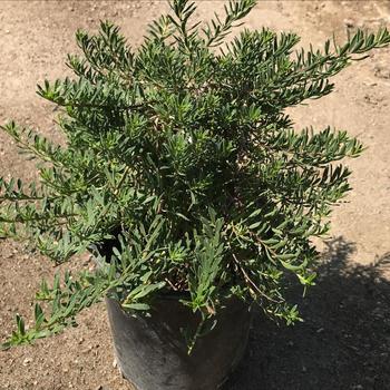 Myoporum parvifolium 'Pink' 