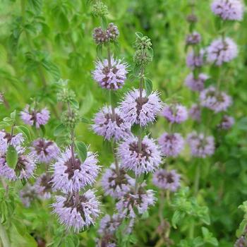 Mentha pulegium