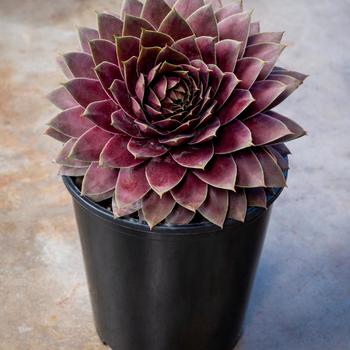 Sempervivum 'Lavender Ice'