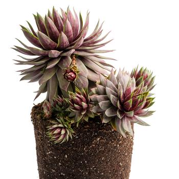 Sempervivum Supersemp® 'Fire Quartz'