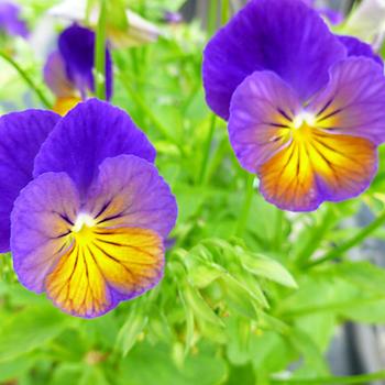 Viola cornuta Celestial™ 'Northern Lights'