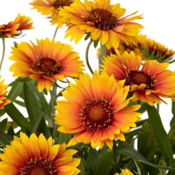 Gaillardia 'Sunset Orange' 