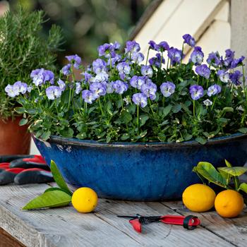 Viola 'Delft Blue' 