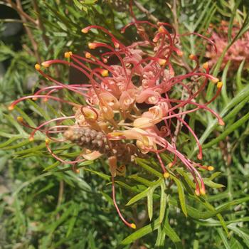 Grevillea 'Robyn Gordon' 