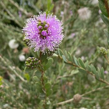 Melaleuca nesophila