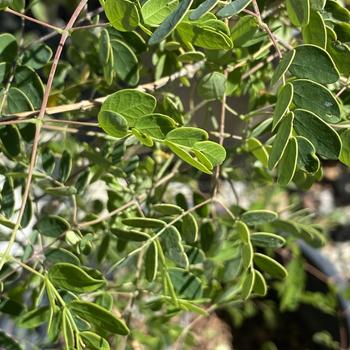 Caesalpinia 'MNSTamepa' PP20584