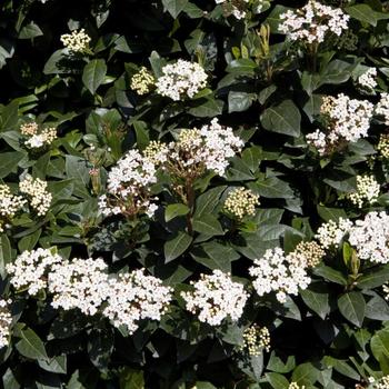 Viburnum tinus