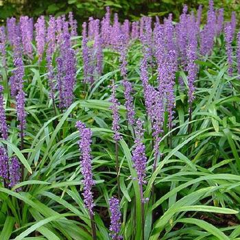 Liriope muscari 'Royal Purple' 