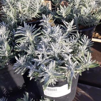 Lavandula angustifolia 'Imperial Gem' 