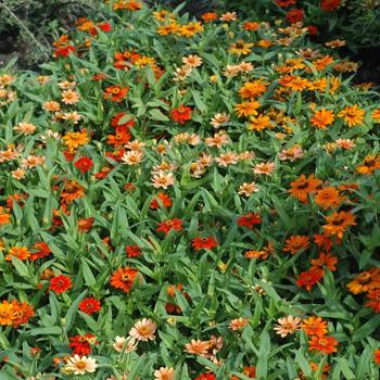 Zinnia Profusion 'Mix'