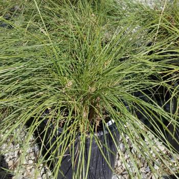 Lomandra confertifolia ssp. rubiginosa 'LoltcII' 