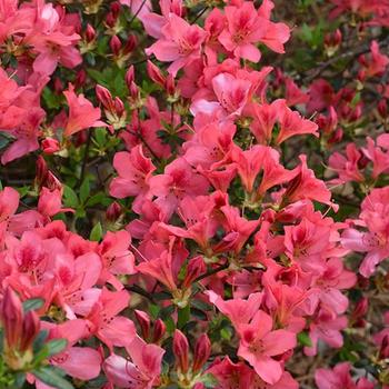 Rhododendron Southern Indica 'Duc De Rohan' 